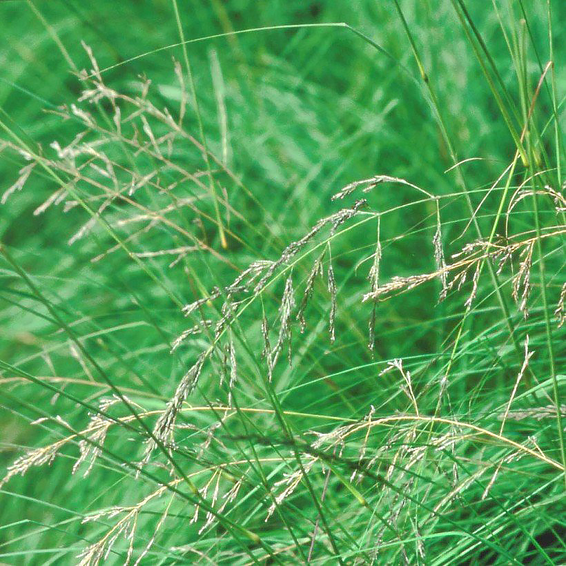 Miłki - Eragrostis