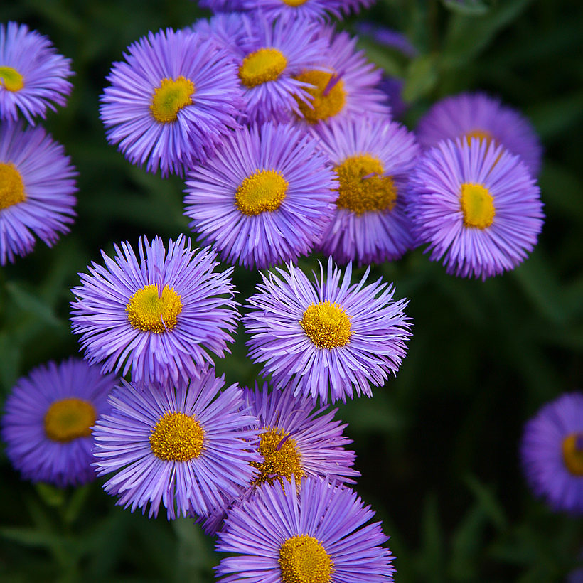 Przymiotna - Erigeron