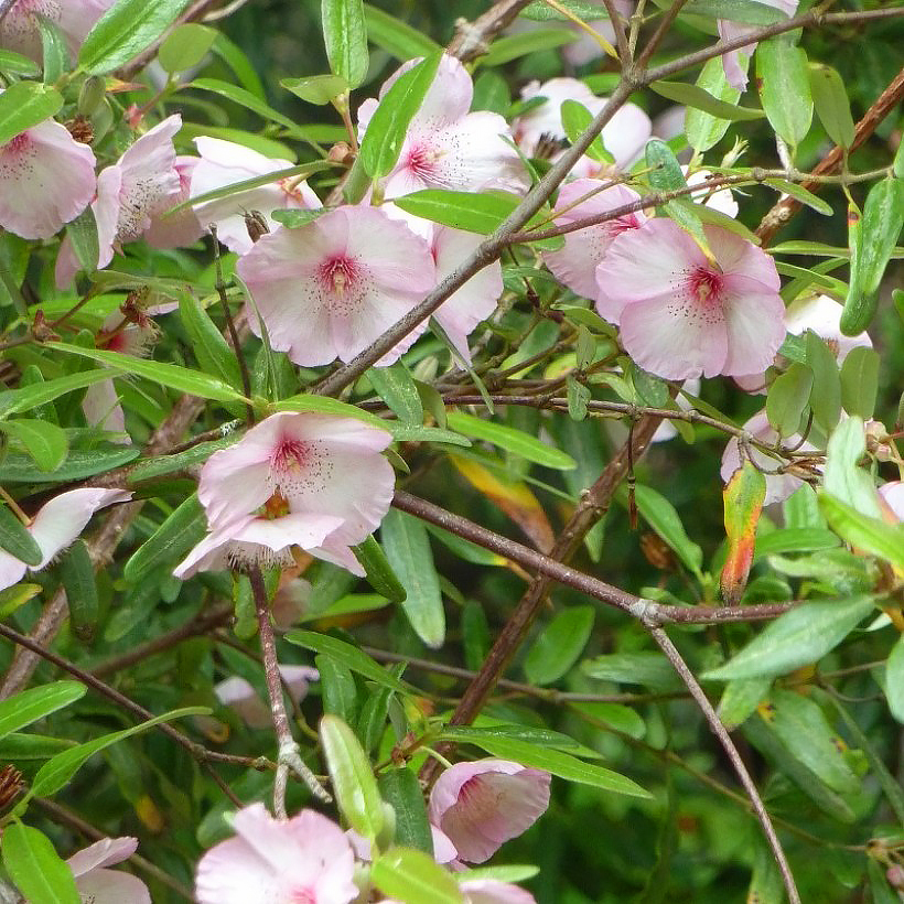 Eukrifia