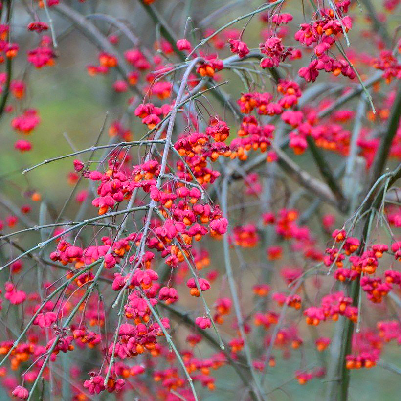 Trzmieliny - Euonymus