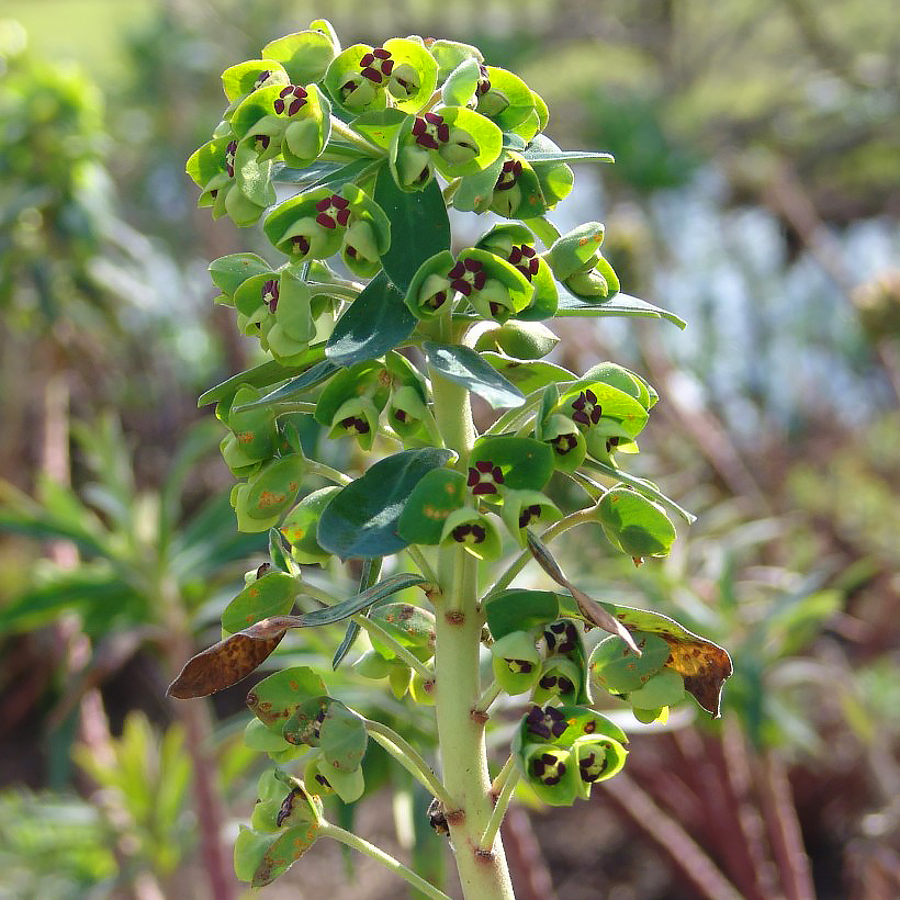 Wilczomlecze - Euphorbia