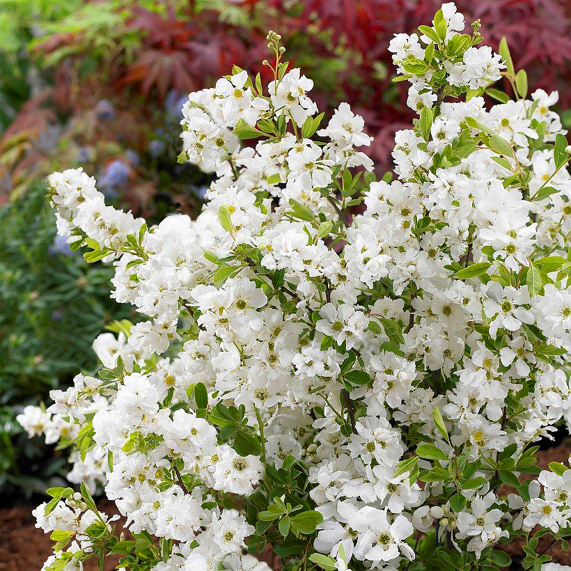 Obiele - Exochorda