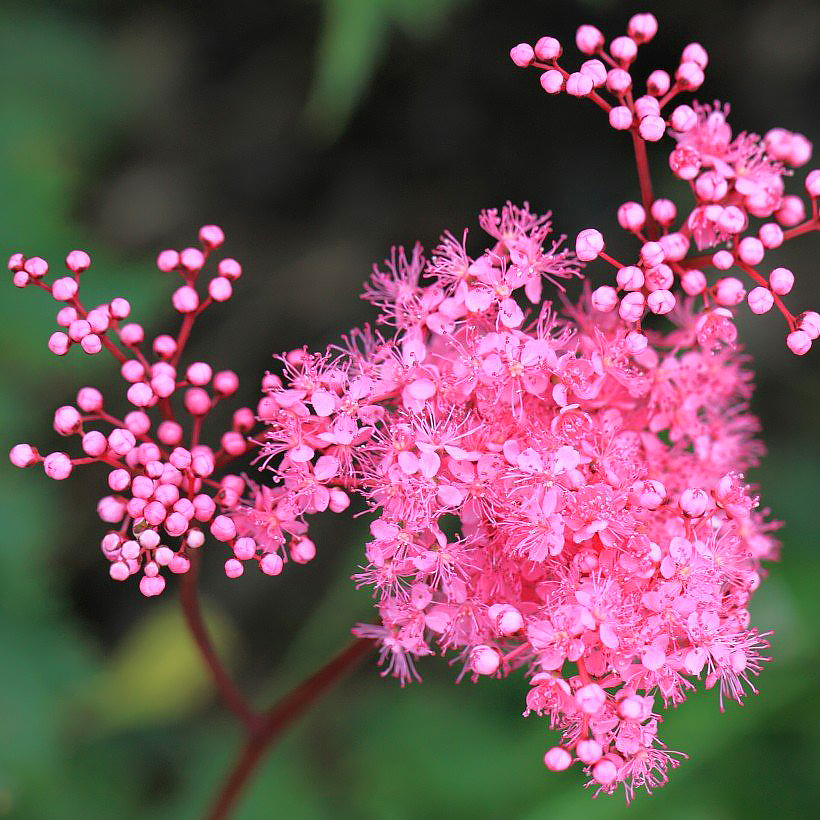 Wiązówki - Filipendula