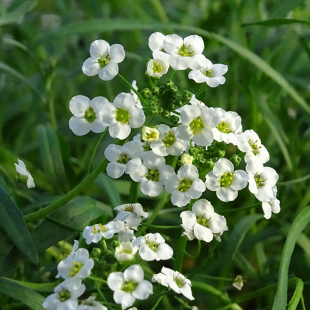 Smagliczki - Lobularia