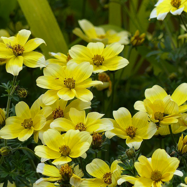 Uczepy - Bidens