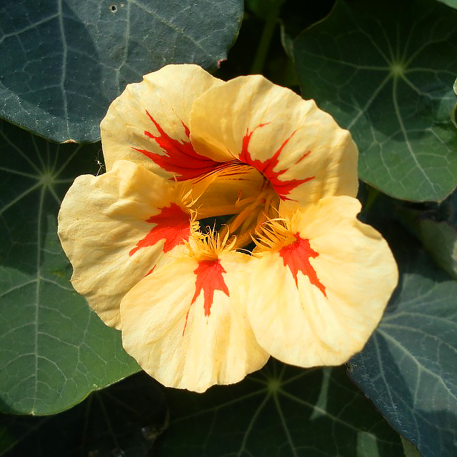 Nasturcje jednoroczne - Tropaeolum