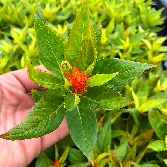 Celozje - Celosia