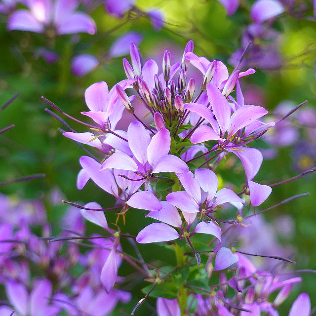 Kleomy - Cleome