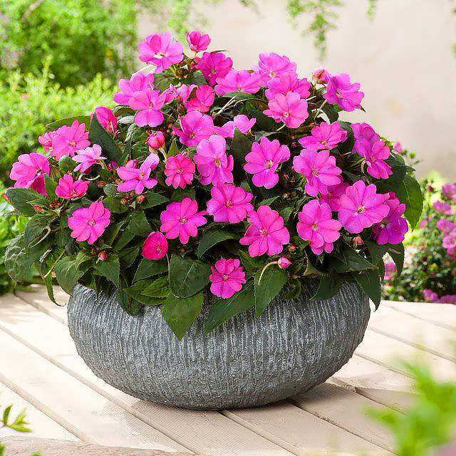 Niecierpki i sunpatiens