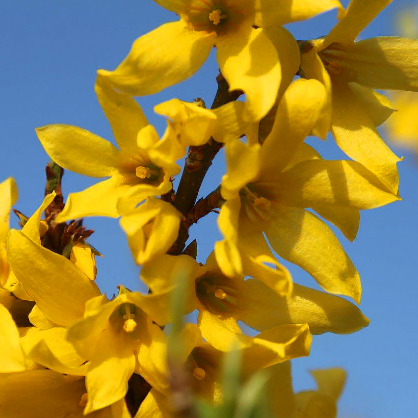 Forsycje - Forsythia