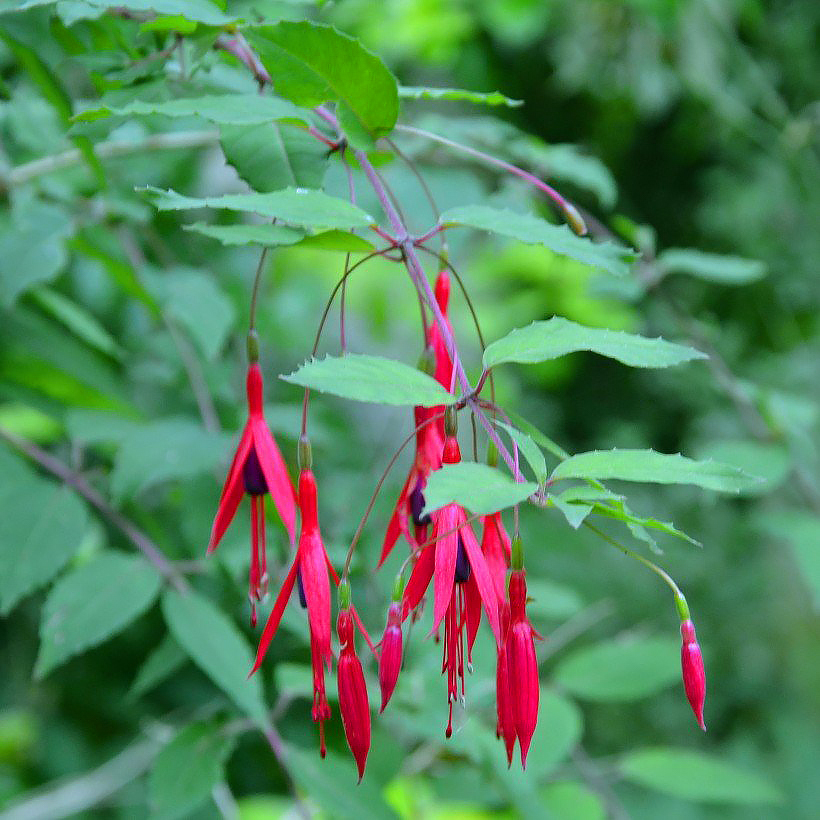 Fuksje wieloletnie - Fuchsia