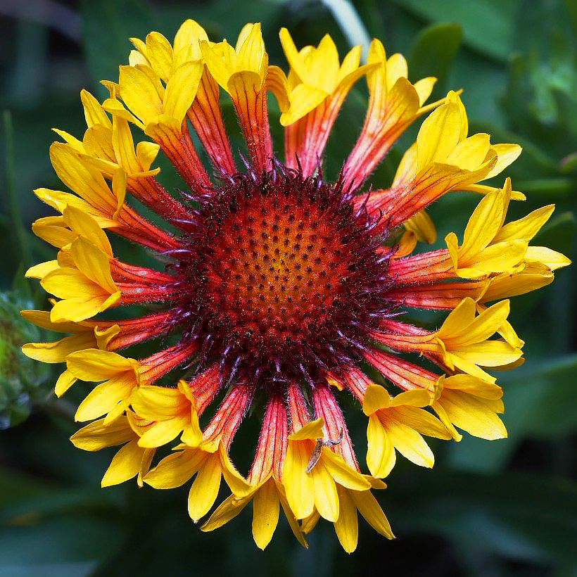 Gailardie - Gaillardia