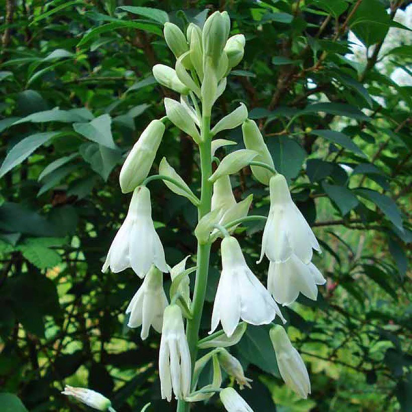 Galtonie - Galtonia