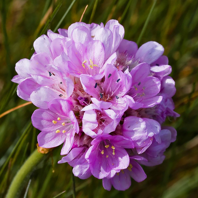 Zawciągi - Armeria