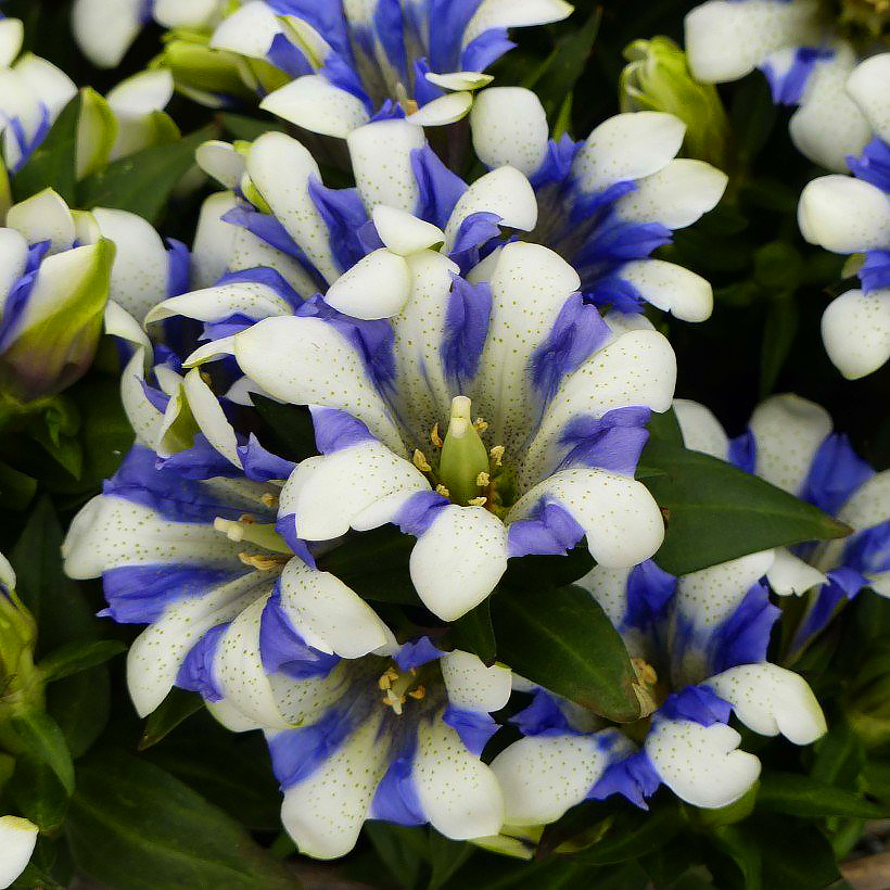 Goryczki - Gentiana