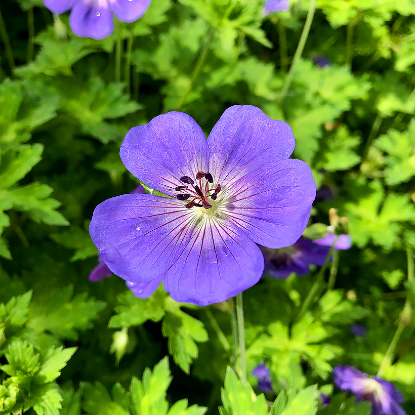 Bodziszki wieloletnie - Geranium