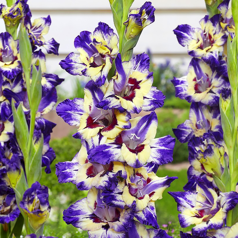 Mieczyki - Gladiolus