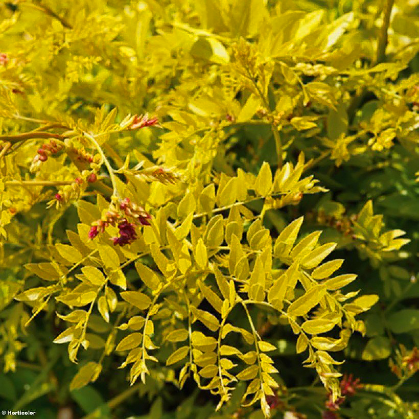 Glediczja - Gleditsia