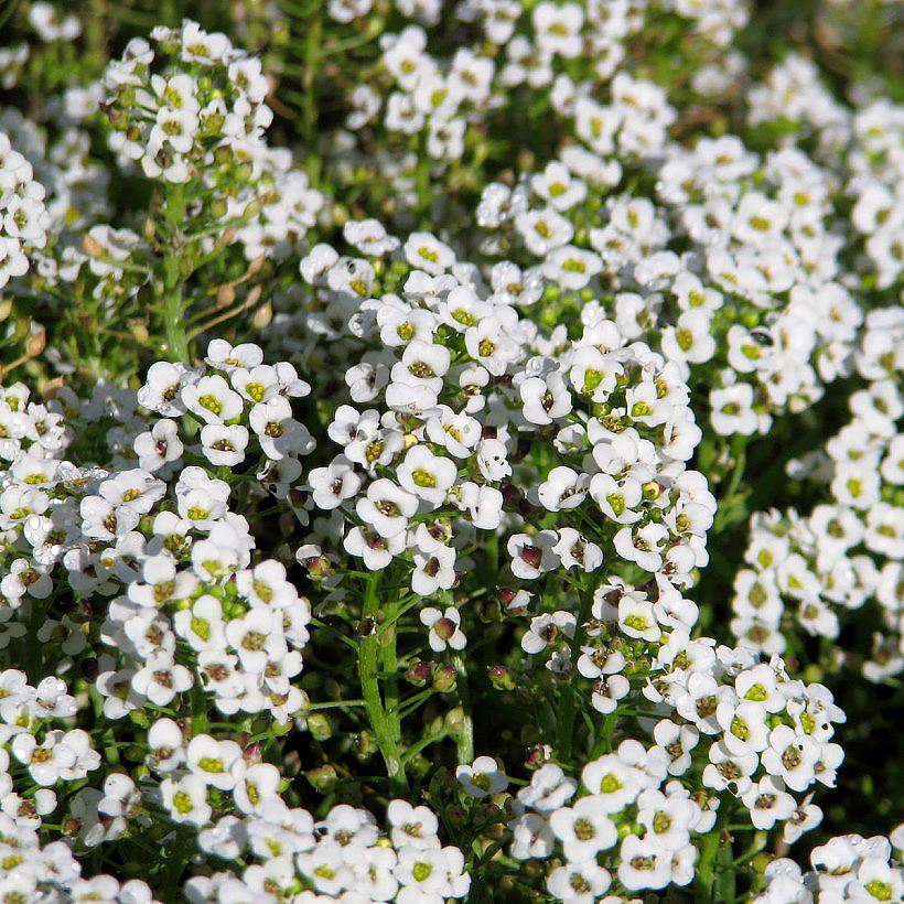 Nasiona smagliczek