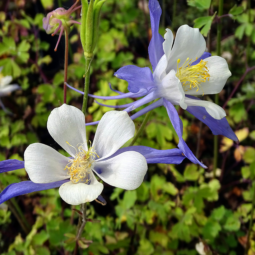 Nasiona orlików - Aquilegia