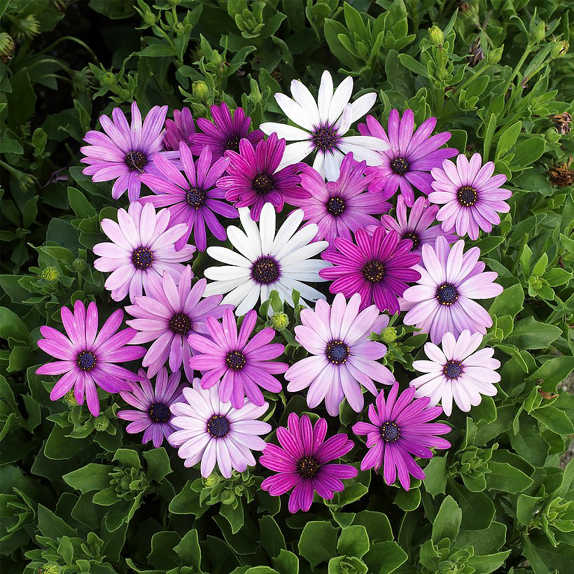 Nasiona osteospermum