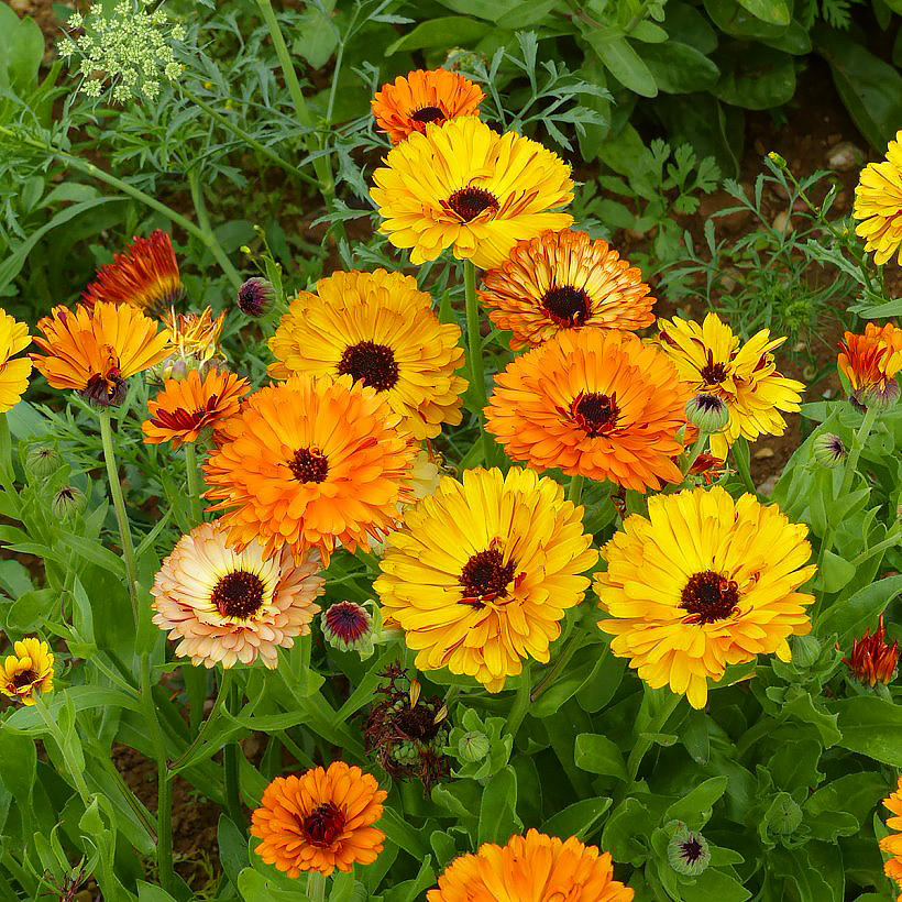 Nasiona nagietka - Calendula