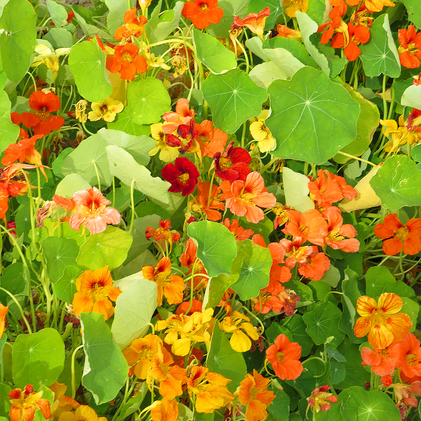 Nasiona nasturcji - Tropaeolum