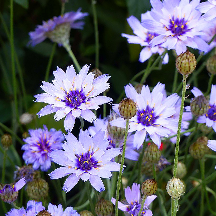 Nasiona kupidynka - Catananche