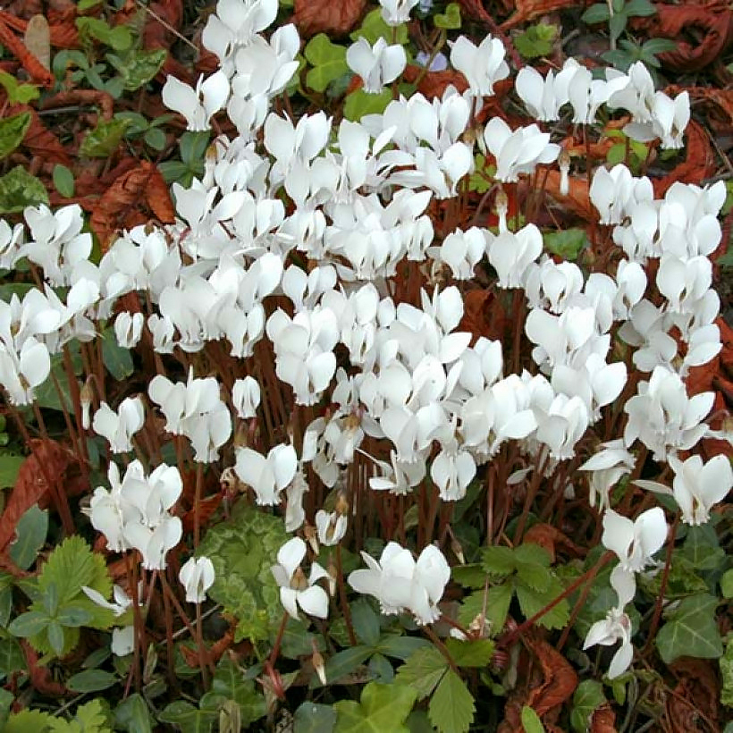 Nasiona cyklamenów