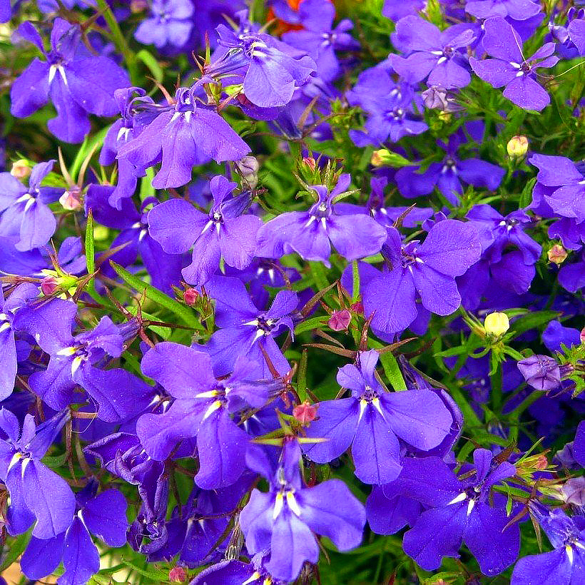Nasiina lobelii