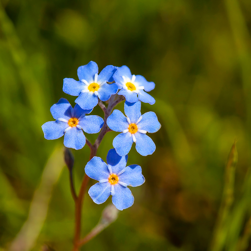 Nasiona niezapominajki