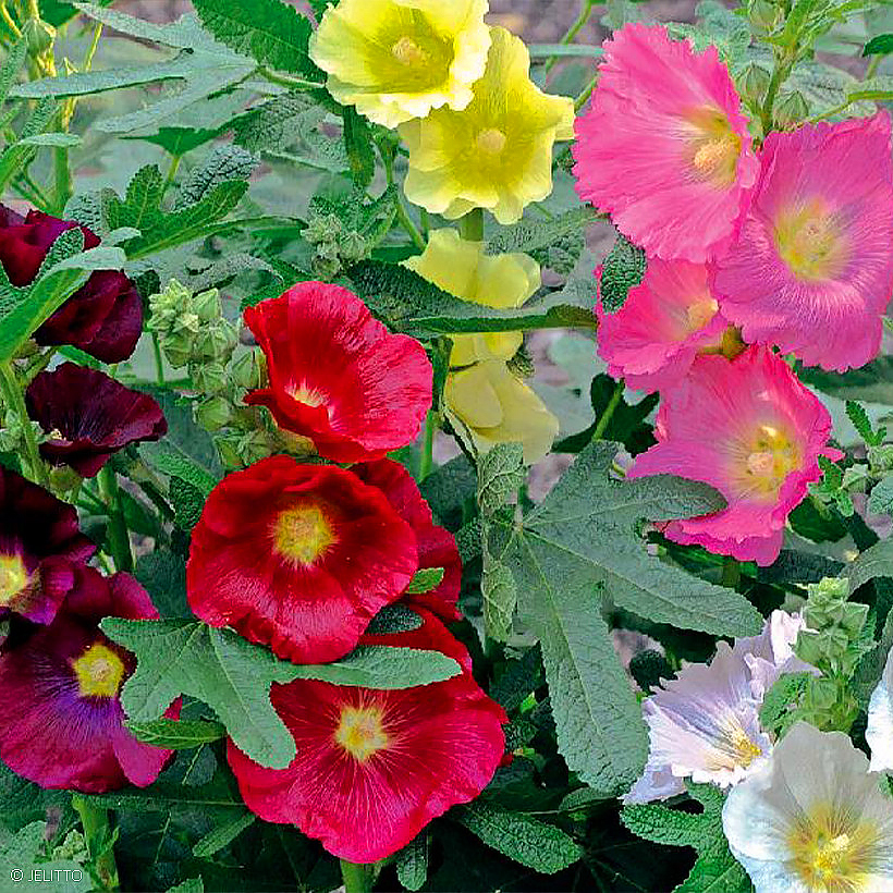 Nasiona malw - Alcea