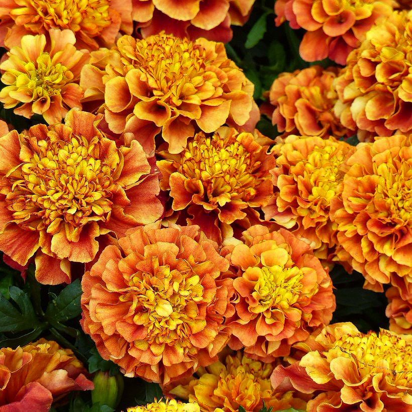 Nasiona aksamitek - Tagetes