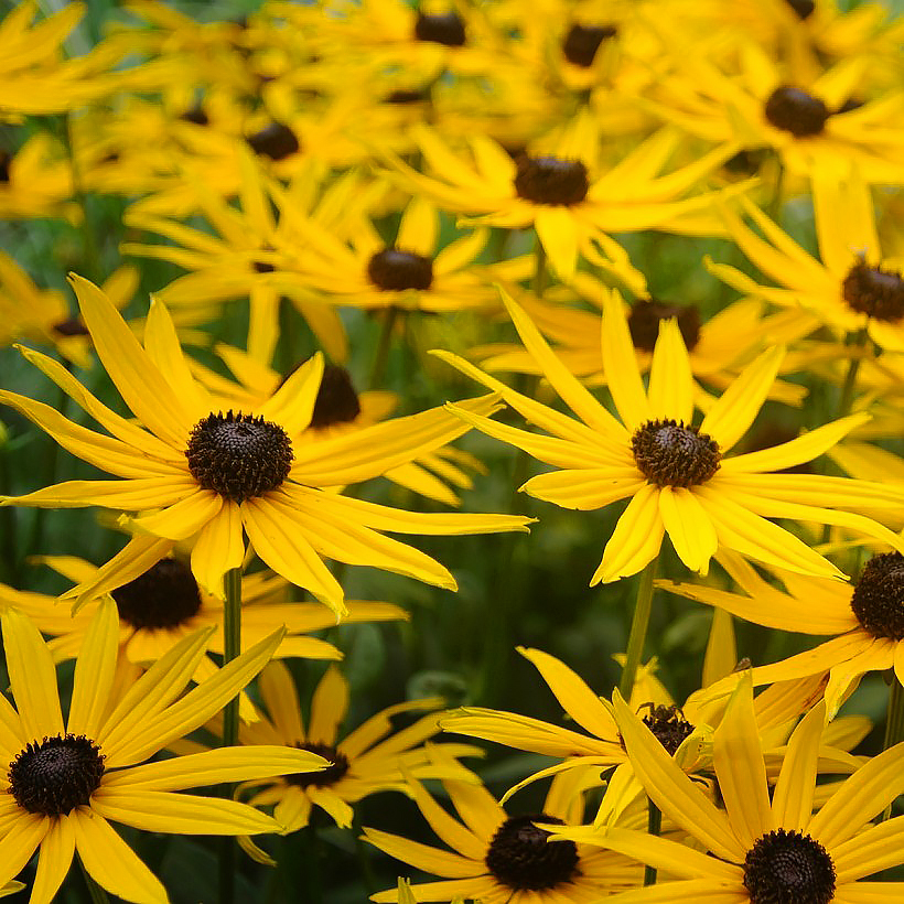 Nasiona rudbekii