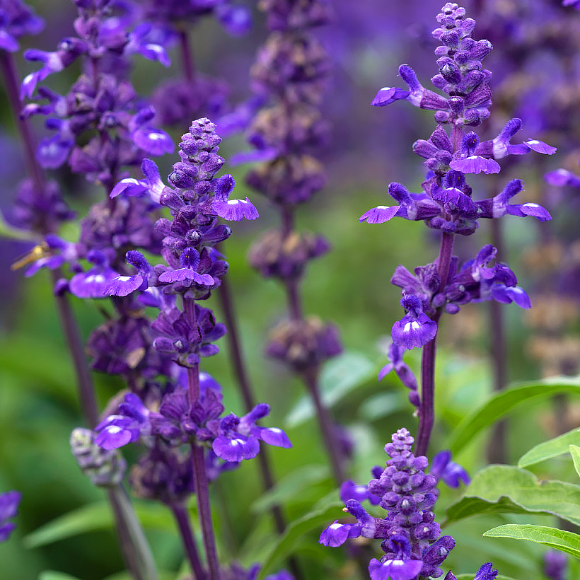Nasiona szałwii - Salvia