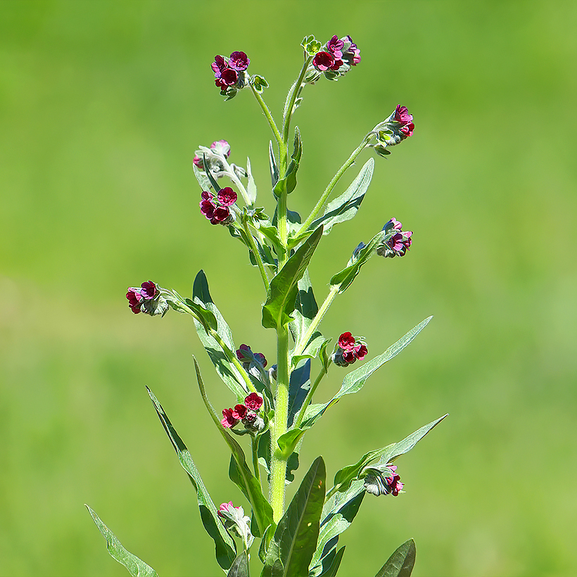 Nasiona ostrzeni