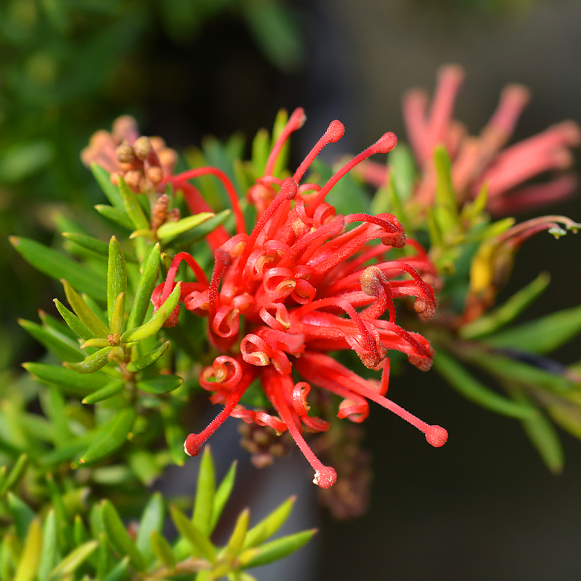 Grewille - Grevillea