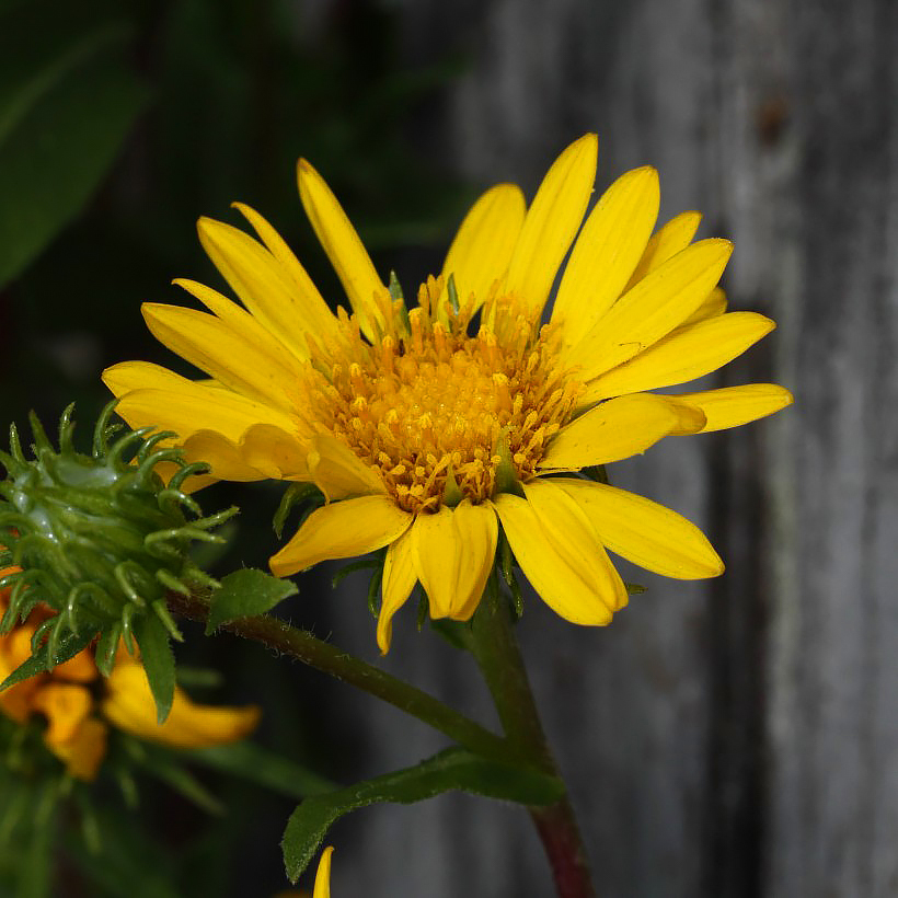 Doględy - Grindelia
