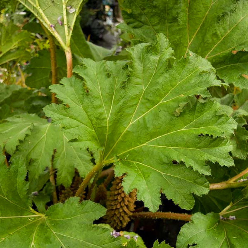 Gunnery - Gunnera