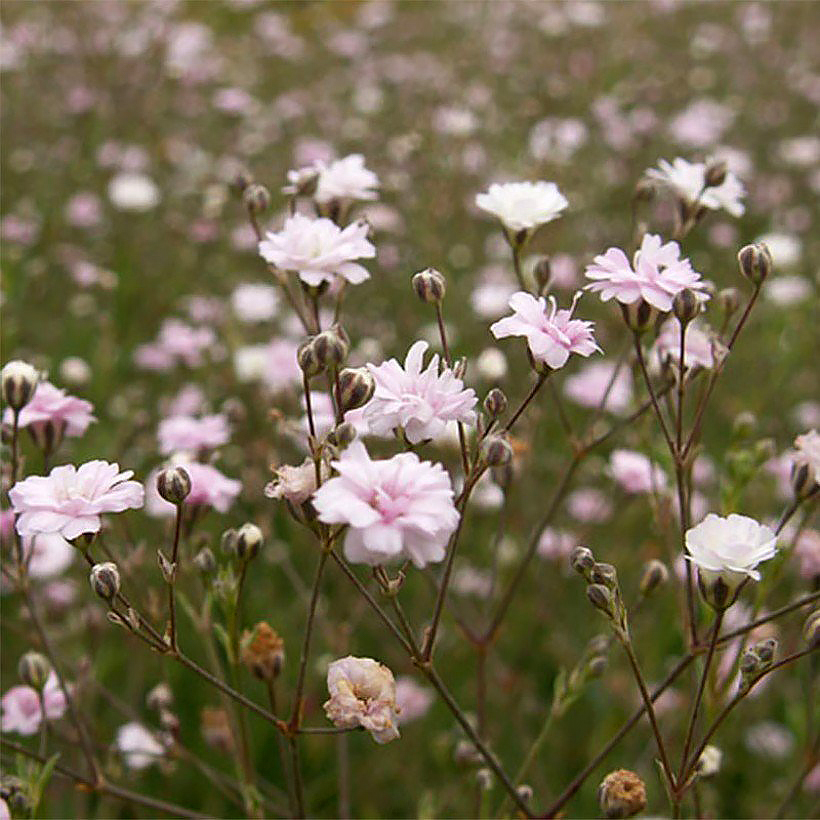 Gipsówki - Gypsophila