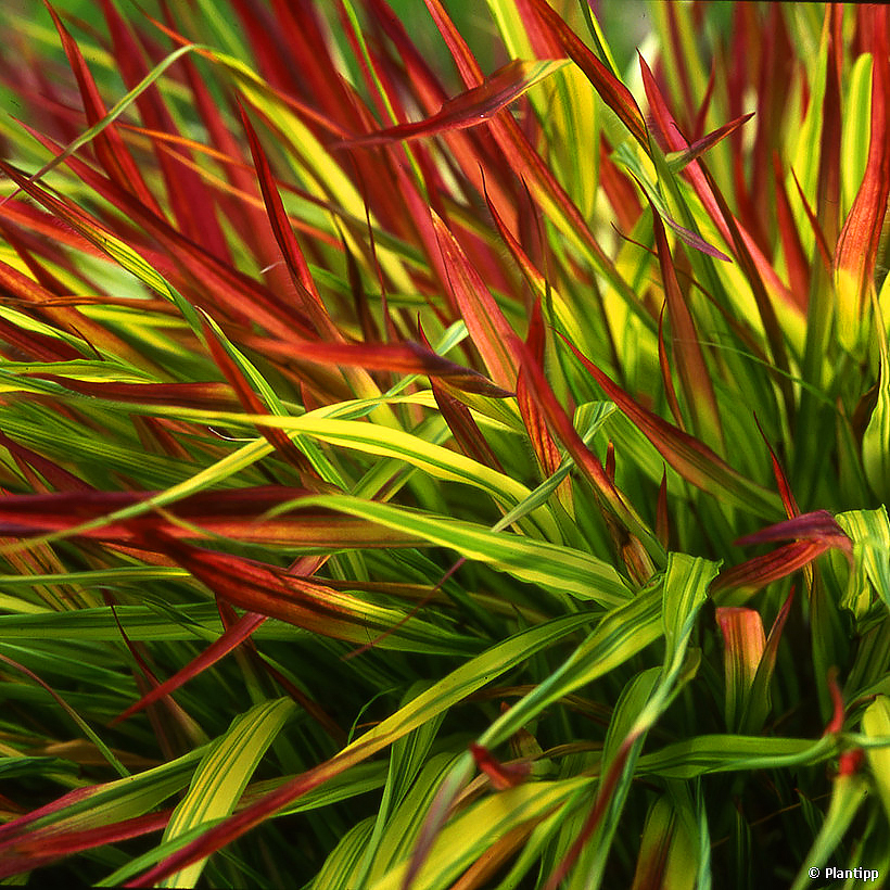 Hakonechloe - Hakonechloa