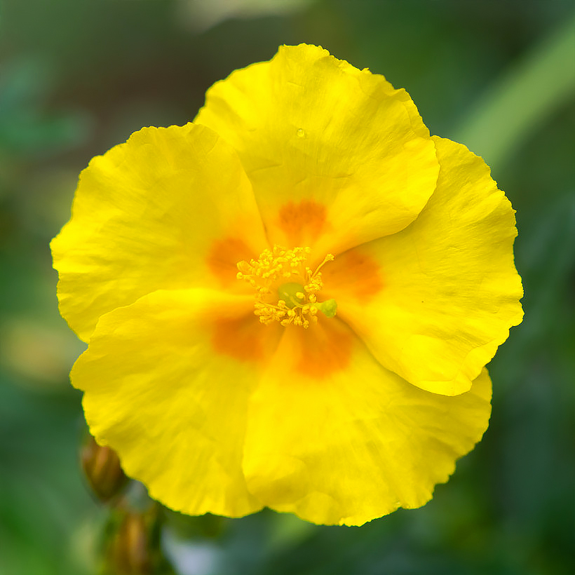 Posłonki - Helianthemum