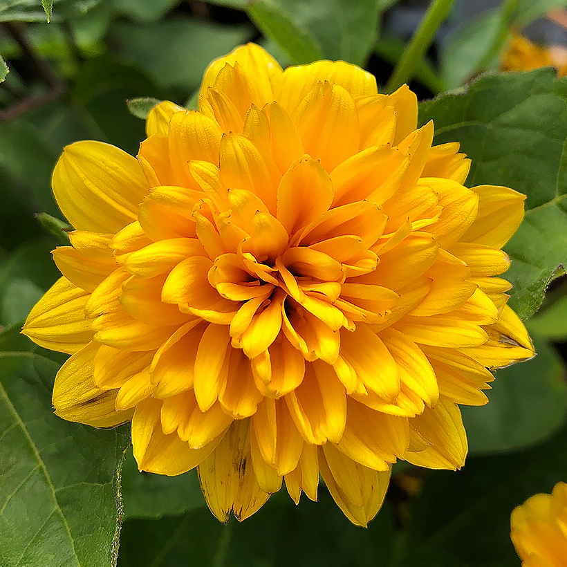 Słoneczniki wieloletnie - Helianthus