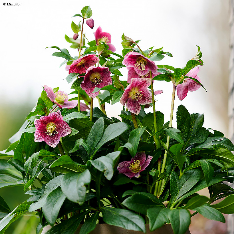 Pustynniki - Helleborus