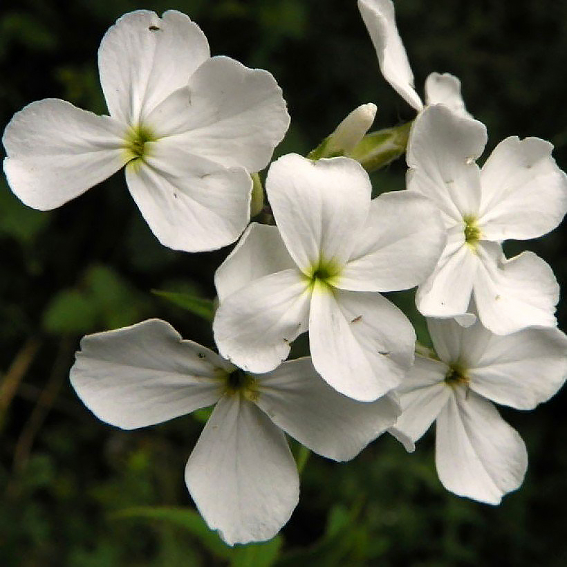 Wieczorniki - Hesperis