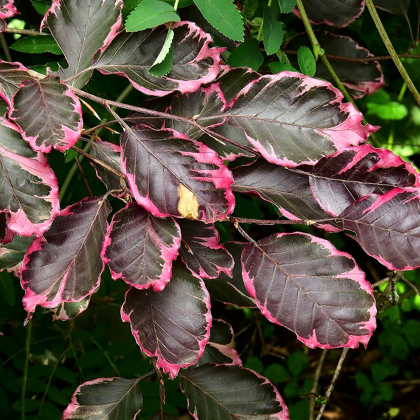 Buki - Fagus