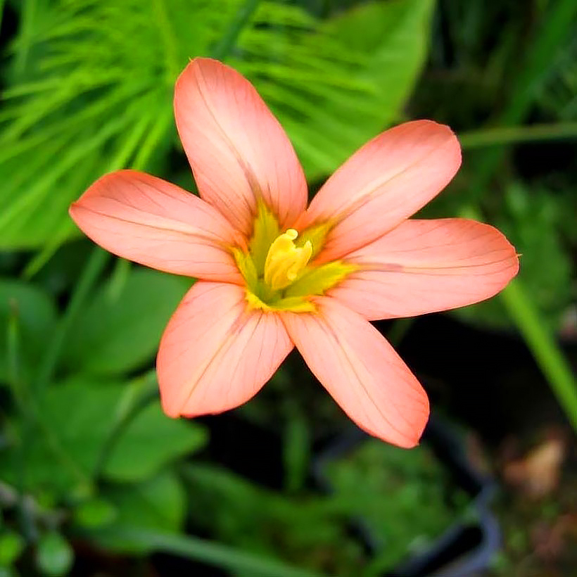 Moree