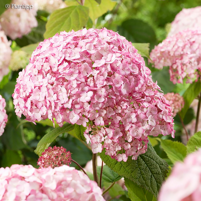 Hortensje krzewiaste - Hydrangea arboresces
