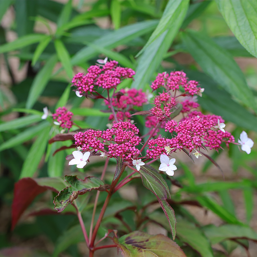Hortensje kosmate - Hydrangea aspera