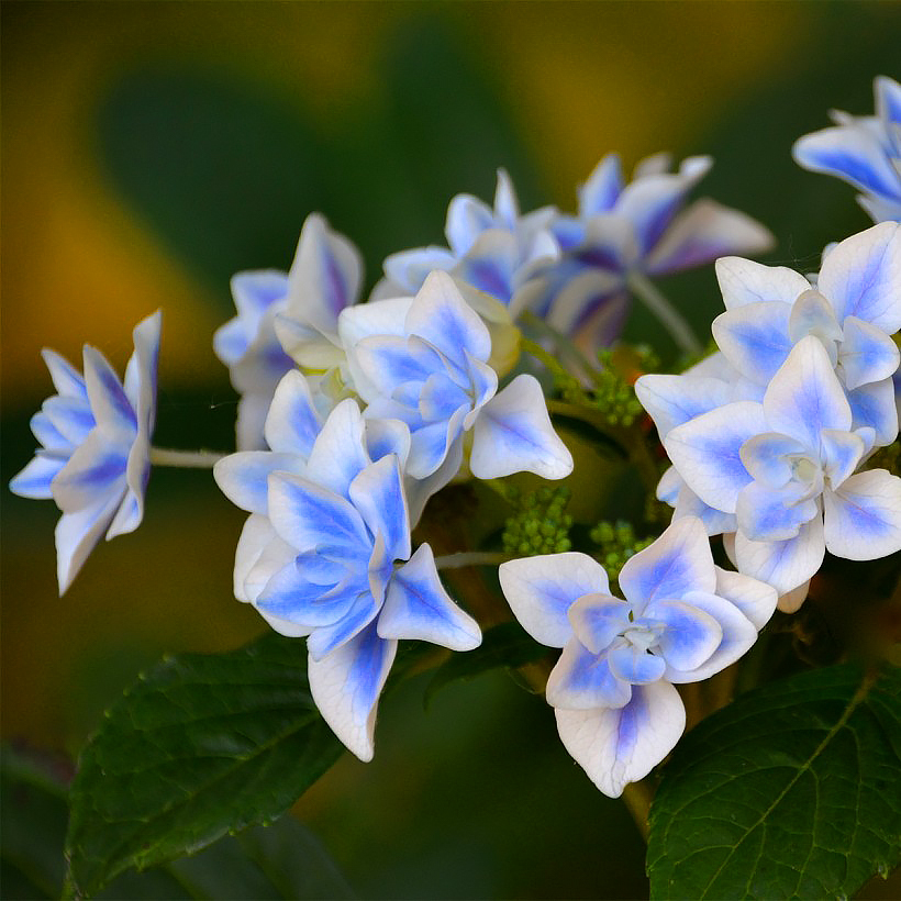 Hortensje ogrodowe - Hydrangea macrophylla
